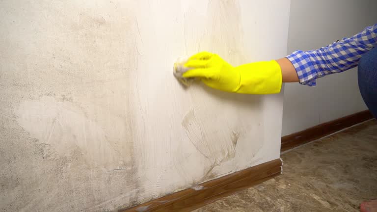 Trusted Columbus Af, MS Mold Removal Experts